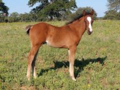 Anyware This Cat <BR> AQHA Pending